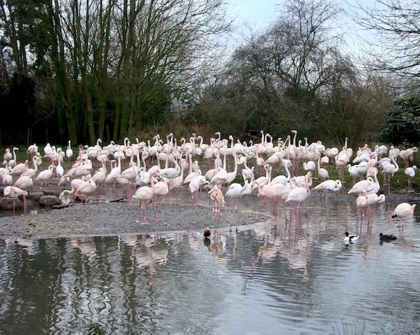 greater flamingo